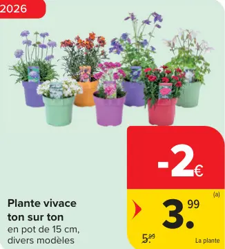 Offre: Plante vivace ton sur ton