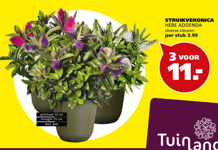 Aanbieding: Struikveronica hebe addenda