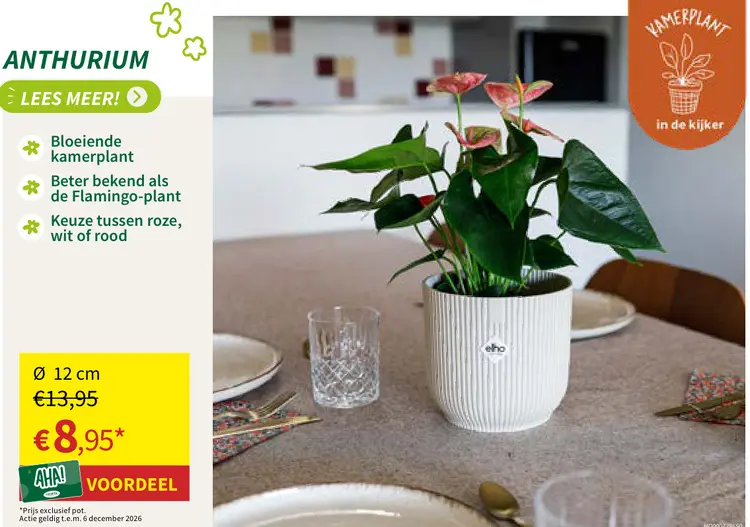Promotie: Anthurium