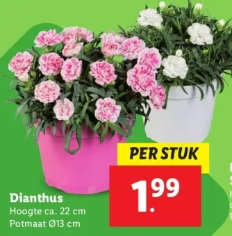 Aanbieding: Dianthus
