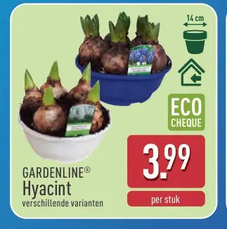 Promotie: Hyacint