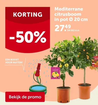 Aanbieding: Mediterrane citrusboom in pot