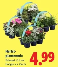 Aanbieding: Herfstplantenmix