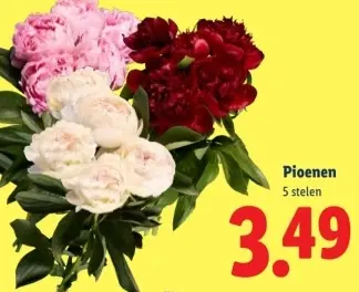 Aanbieding: Pioenen