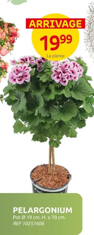 Offre: Pelargonium