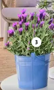 Aanbieding: Kuiflavendel