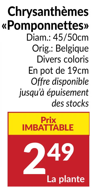 Offre: Chrysanthèmes «Pomponnettes»