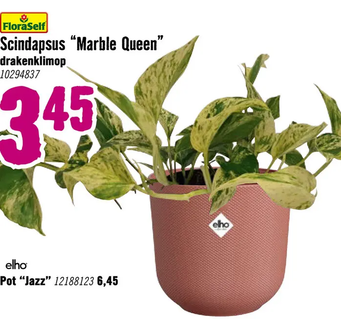 Aanbieding: Drakenklimop Scindapsus aureum 'Marble Queen' potmaat Ø 12,0 cm H 15-25 cm