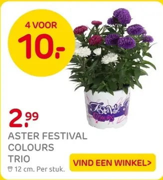 Aanbieding: Aster Festival Colours trio