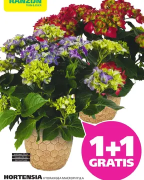 Aanbieding: Hortensia hydrangea macrophylla