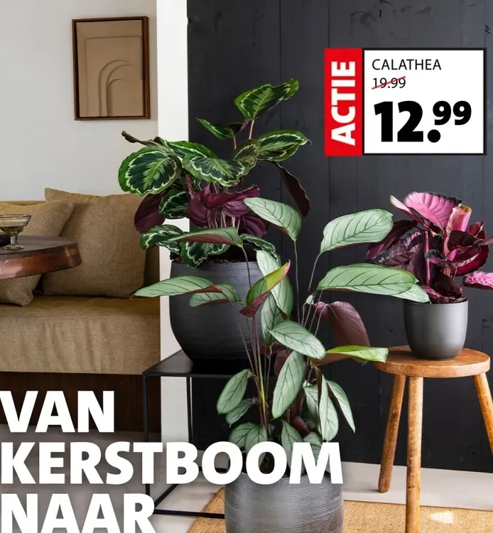 Aanbieding: Calathea