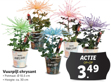 Aanbieding: Vuurpijl chrysant