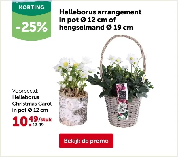 Aanbieding: Helleborus arrangement