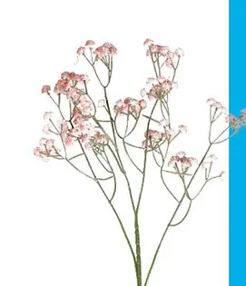 Aanbieding: Tak met roze bloemen
