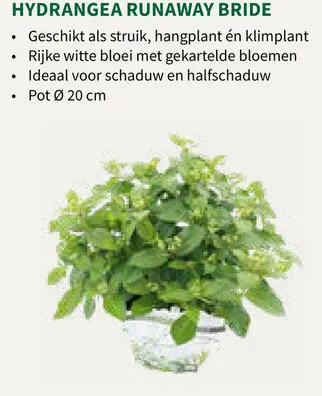 Promotie: Hydrangea Runaway Bride