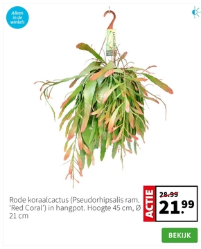 Aanbieding: Rode koraalcactus (Pseudorhipsalis ram. 'Red 