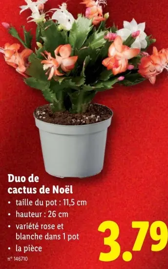 Offre: Duo de cactus de Noël