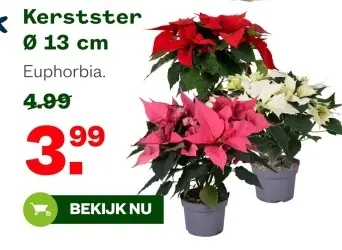 Aanbieding: Kerstster