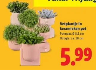 Aanbieding: Vetplantje in keramieken pot