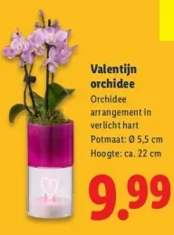 Aanbieding: Valentijn orchidee