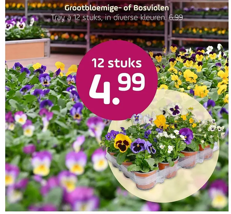 Aanbieding: Grootbloemige- of Bosviolen