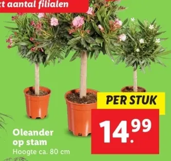 Aanbieding: Oleander op stam