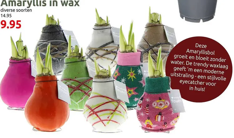 Aanbieding: Amaryllis in wax