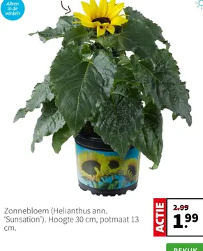 Aanbieding: Zonnebloem (Helianthus ann. 'Sunsation')