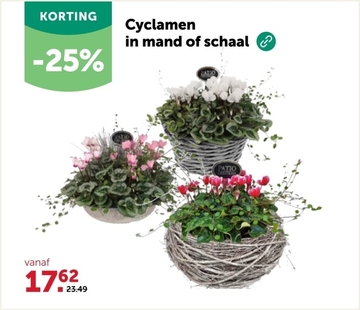 Aanbieding: Cyclamen