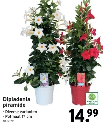 Promotie: Dipladenia piramide