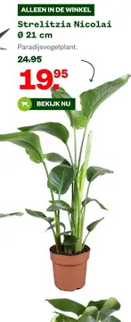Aanbieding: Strelitzia Nicolai