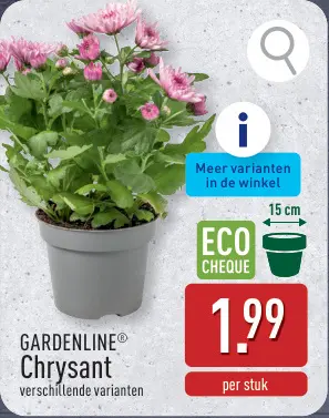 Promotie: Chrysant