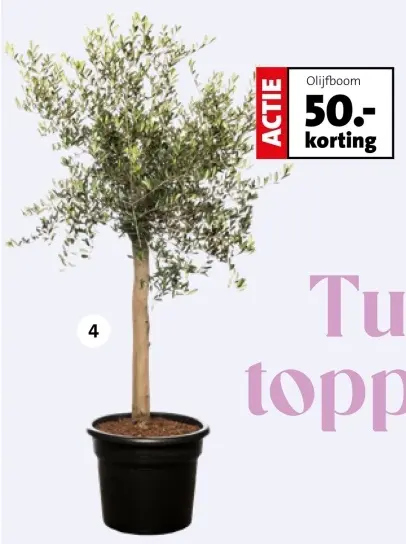 Aanbieding: Olijfboom