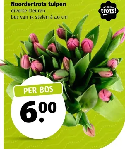 Aanbieding: Noordertrots tulpen