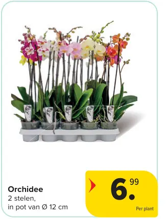 Offre: Orchidee