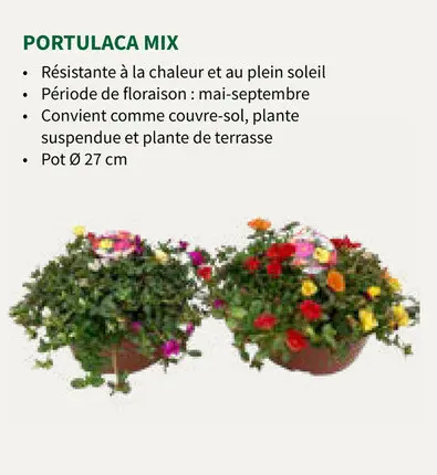 Offre: Portulaca mix