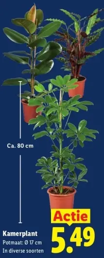 Aanbieding: Kamerplant
