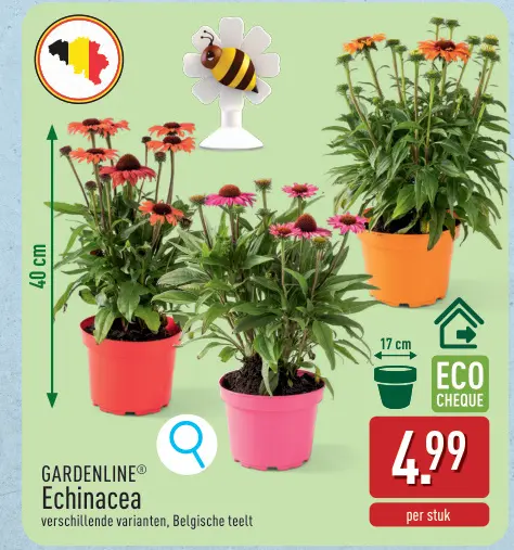 Promotie: Echinacea