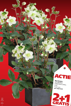 Aanbieding: Kerstroos HELLEBORUS CHRISTMAS CAROL