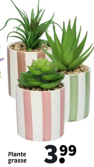 Offre: Plante grasse
