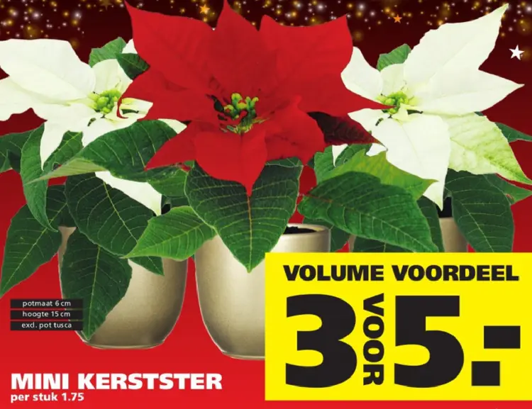 Aanbieding: Mini kerstster