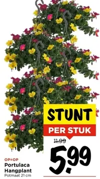 Aanbieding: Portulaca Hangplant
