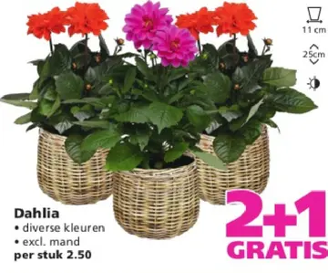 Aanbieding: Dahlia