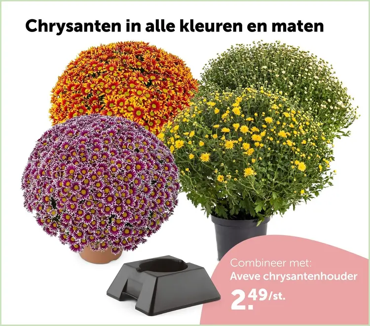 Promotie: Chrysanten