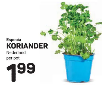 Aanbieding: Koriander