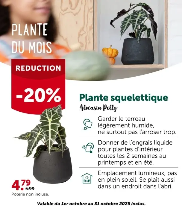 Offre: Plante squelettique Alocasia Polly