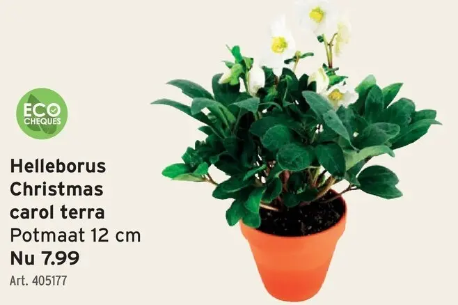 Promotie: Helleborus Christmas carol terra