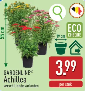 Promotie: Achillea