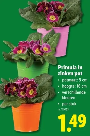 Promotie: Primula