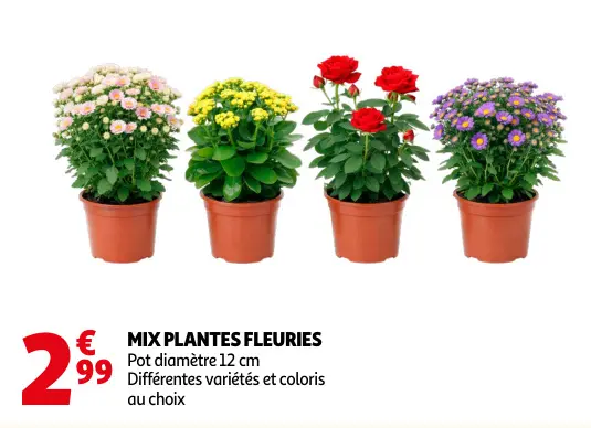 Promotie: Mix plantes fleuries